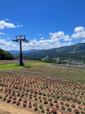 ひるがのピクニックガーデンに投稿された画像（2025/7/28）