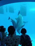 名古屋港水族館に投稿された画像（2025/7/29）