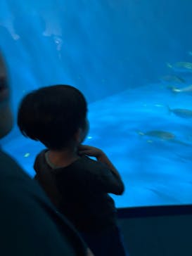 名古屋港水族館に投稿された画像（2025/7/29）