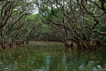 マングローブ茶屋に投稿された画像（2025/7/29）