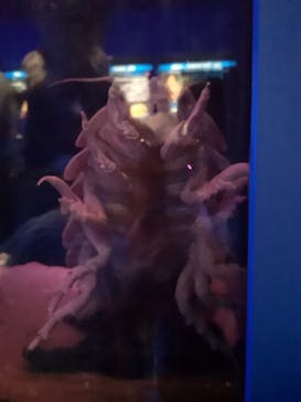 名古屋港水族館に投稿された画像（2025/7/29）