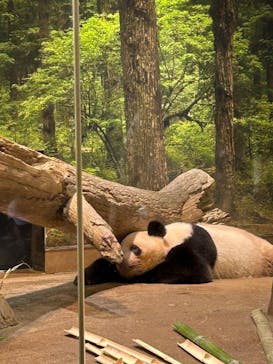 恩賜上野動物園に投稿された画像（2025/7/29）