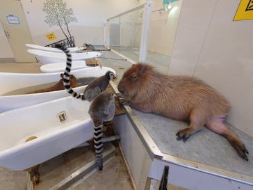 アニタッチみなとみらいに投稿された画像（2025/7/29）