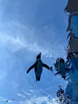 サンシャイン水族館に投稿された画像（2025/7/29）