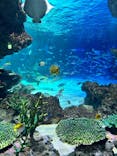 サンシャイン水族館に投稿された画像（2025/7/29）