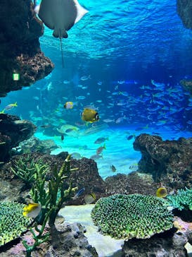 サンシャイン水族館に投稿された画像（2025/7/29）
