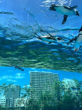 サンシャイン水族館に投稿された画像（2025/7/29）