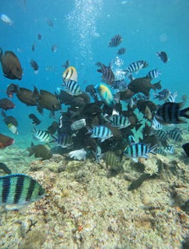 武藤潜水に投稿された画像（2025/7/29）