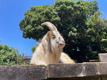 伊豆シャボテン動物公園に投稿された画像（2025/7/29）
