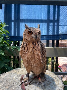 伊豆シャボテン動物公園に投稿された画像（2025/7/29）