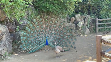 伊豆シャボテン動物公園に投稿された画像（2025/7/29）