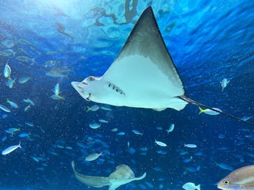 サンシャイン水族館に投稿された画像（2025/7/29）