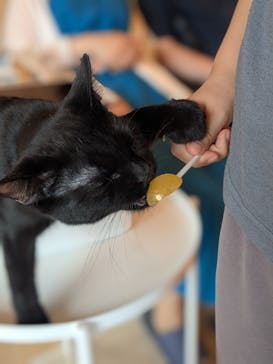 猫カフェモカ　吉祥寺店に投稿された画像（2025/7/29）