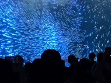 名古屋港水族館に投稿された画像（2025/7/29）