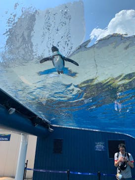 サンシャイン水族館に投稿された画像（2025/7/29）