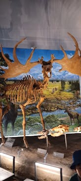 福井県立恐竜博物館に投稿された画像（2025/7/29）