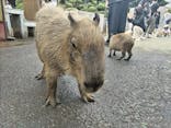 伊豆シャボテン動物公園に投稿された画像（2025/7/29）