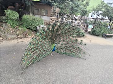 伊豆シャボテン動物公園に投稿された画像（2025/7/29）