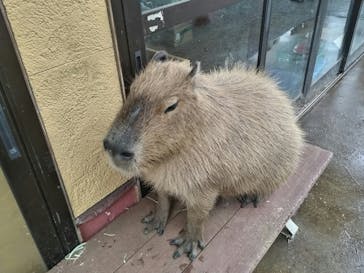 伊豆シャボテン動物公園に投稿された画像（2025/7/29）