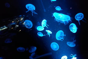 京都鉄道博物館×京都水族館に投稿された画像（2025/7/29）