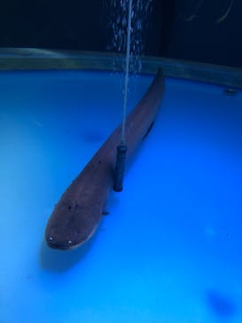 サケのふるさと 千歳水族館に投稿された画像（2025/7/29）