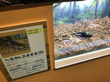 サケのふるさと 千歳水族館に投稿された画像（2025/7/29）