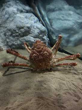 伊豆・三津シーパラダイスに投稿された画像（2025/7/29）