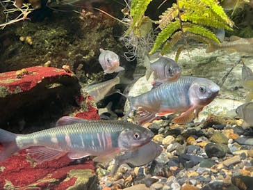 京都鉄道博物館×京都水族館に投稿された画像（2025/7/29）