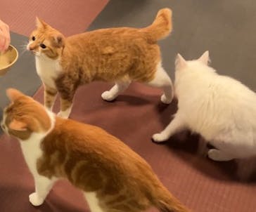 おさるランド＆アニタウン　日光さる軍団劇場に投稿された画像（2025/7/29）