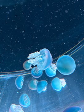 AOAO SAPPOROに投稿された画像（2025/7/29）