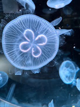 AOAO SAPPOROに投稿された画像（2025/7/29）