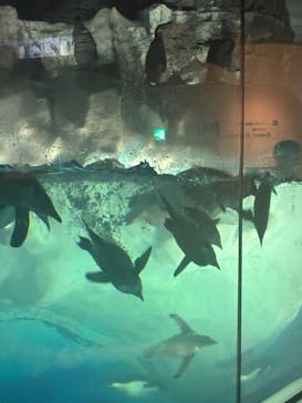名古屋港水族館に投稿された画像（2025/7/30）
