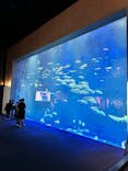 四国水族館に投稿された画像（2025/7/30）