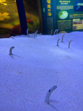 マリンワールド海の中道に投稿された画像（2025/7/30）