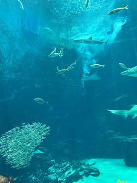 マリンワールド海の中道に投稿された画像（2025/7/30）