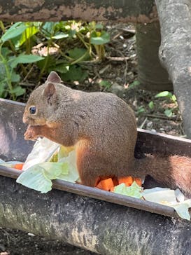 那須どうぶつ王国に投稿された画像（2025/7/30）
