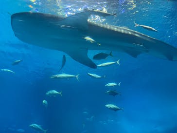 沖縄美ら海水族館に投稿された画像（2025/7/30）