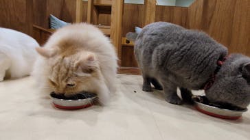 Cat Café MOFF イオンモール木曽川店に投稿された画像（2025/7/30）