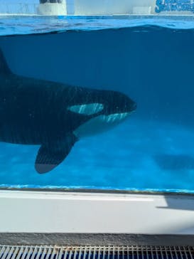 鴨川シーワールドに投稿された画像（2025/7/30）