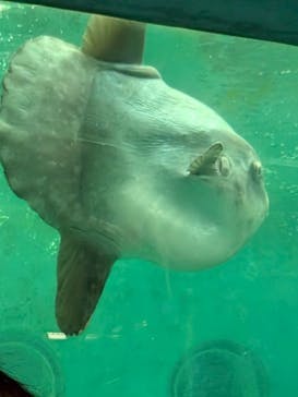 鴨川シーワールドに投稿された画像（2025/7/30）