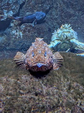 鴨川シーワールドに投稿された画像（2025/7/30）