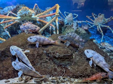 鴨川シーワールドに投稿された画像（2025/7/30）