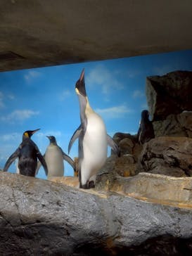 鴨川シーワールドに投稿された画像（2025/7/30）