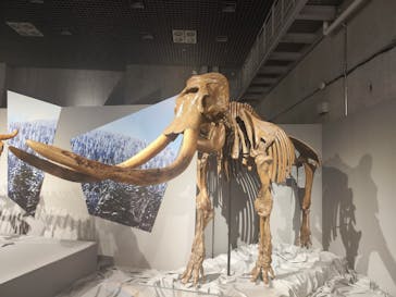 特別展「氷河期展 〜人類が見た4万年前の世界〜」（国立科学博物館）に投稿された画像（2025/7/30）