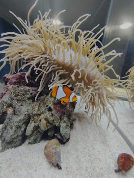 AOAO SAPPOROに投稿された画像（2025/7/30）