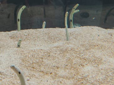 AOAO SAPPOROに投稿された画像（2025/7/30）