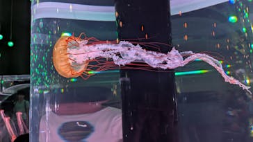 マクセル アクアパーク品川に投稿された画像（2025/7/30）