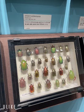 特別展 『昆虫 MANIAC』に投稿された画像（2025/7/30）
