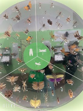 特別展 『昆虫 MANIAC』に投稿された画像（2025/7/30）