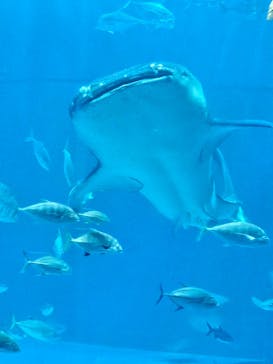 沖縄美ら海水族館に投稿された画像（2025/7/30）